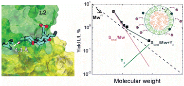 Graphical abstract: Factors modulating the hydrolysis of Nylon-6,6 by a nylon hydrolase enzyme