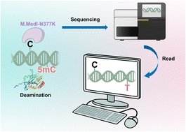 Graphical abstract: Direct single-nucleotide resolution sequencing of DNA 5-methylcytosine using engineered DNA methyltransferase-mediated CMD-seq