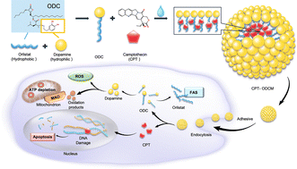 Graphical abstract: Orlistat–dopamine conjugate micelles improve targeted delivery and therapeutic efficiency of camptothecin in combination chemotherapy