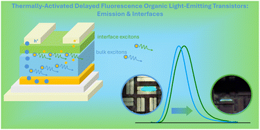 Graphical abstract: Interface exciplex formation in TADF organic light-emitting transistors